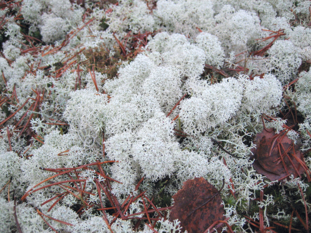 Moos – Ein Stück Natur • Mooswaen.de - Ihre Quelle für hochwertige